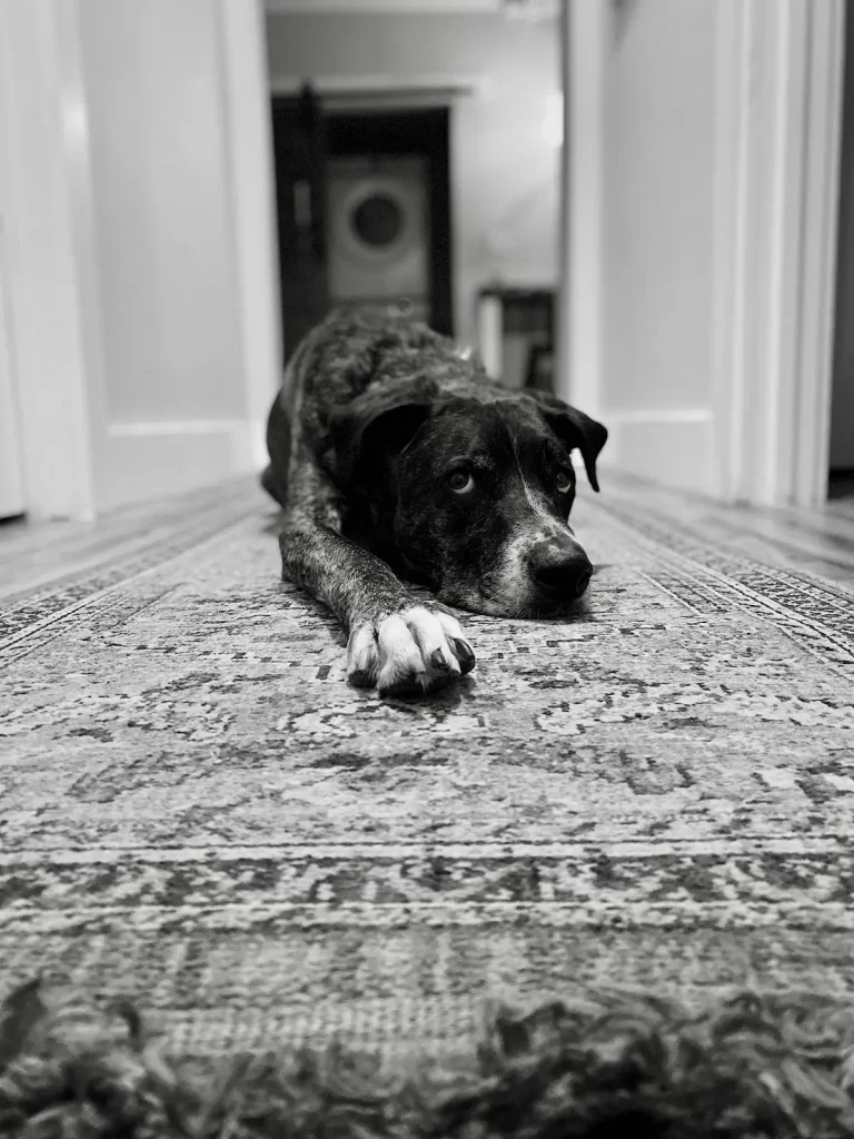 astuce enlever poils de chien tapis epais