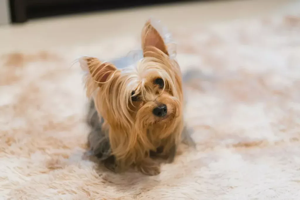 poils de chiens tapis