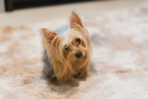 poils de chiens tapis